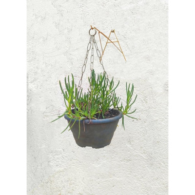 Suporte A Pendurar Xaxim Vaso Planta Flor Parede 30cm